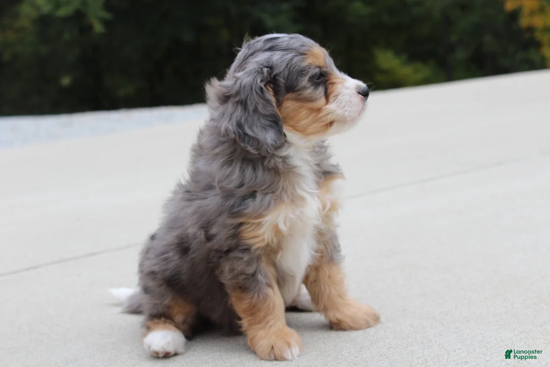 Mini Bernedoodle dogs for sale: Penny  - Ad 1