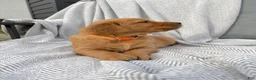 Golden Retriever dogs for sale: Zion (orange collar) - Ad 4