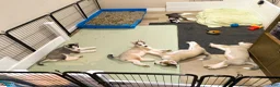 Siberian Husky dogs for sale: Siberian Husky 3 - Ad 5