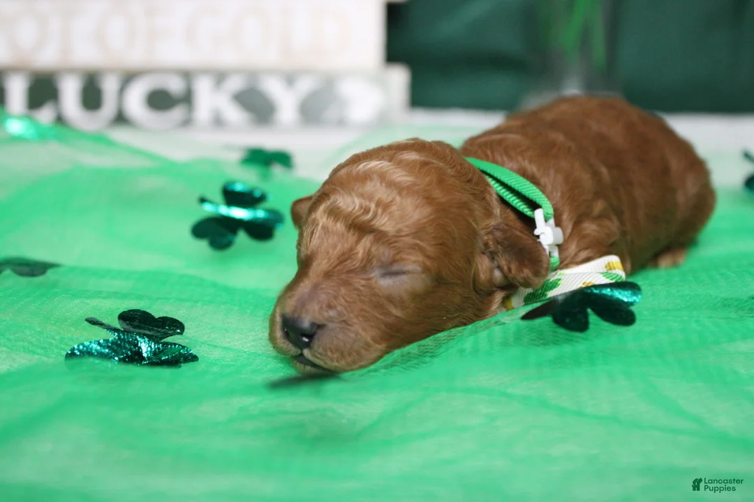 Toy Poodle dogs for sale: Andy  - Ad 3