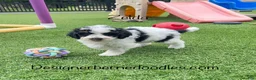Mini Bernedoodle dogs for sale: Zelda tiny/toy - Ad 2