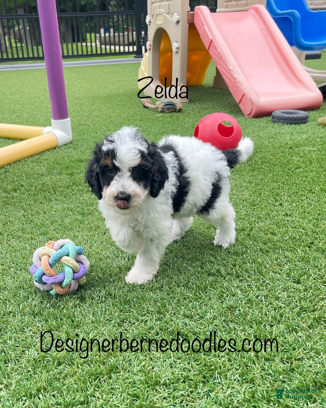 Mini Bernedoodle dogs for sale: Zelda tiny/toy - Ad 2