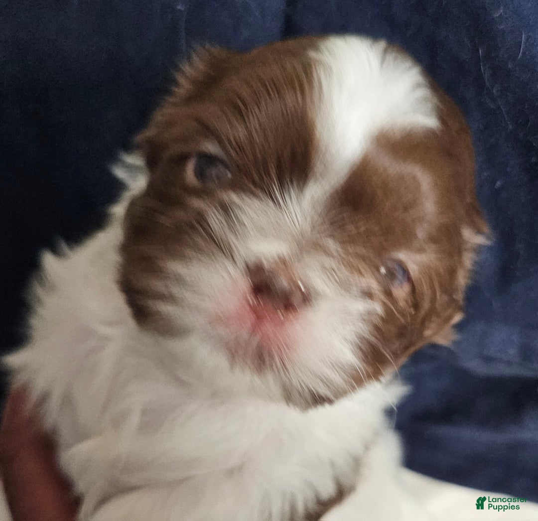 Shih Tzu dogs for sale: Ru Paw - Ad 1