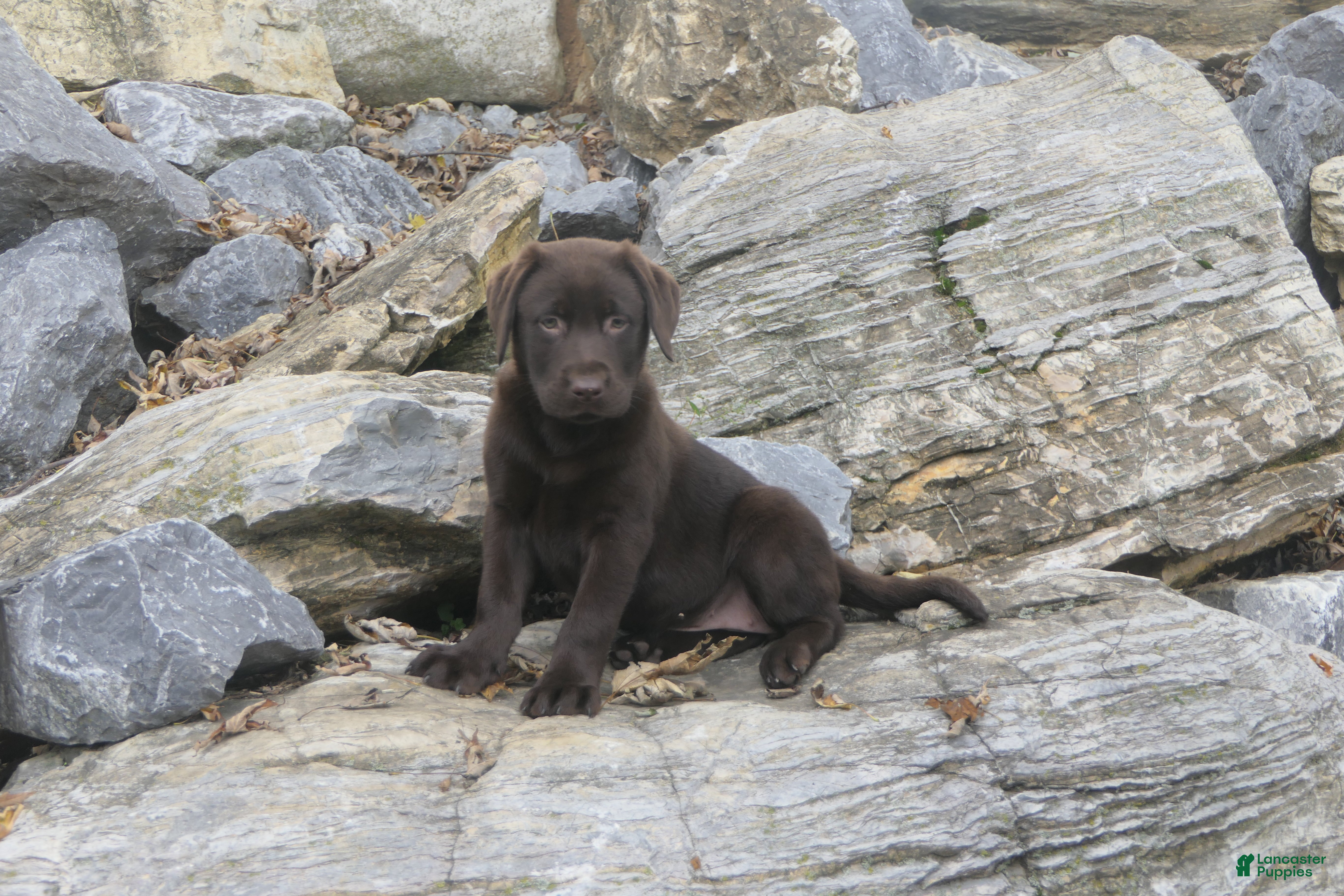 Labrador Retriever dogs for sale: Samantha Labrador Retriever  - Ad 2