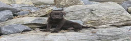 Labrador Retriever dogs for sale: Samantha Labrador Retriever  - Ad 2