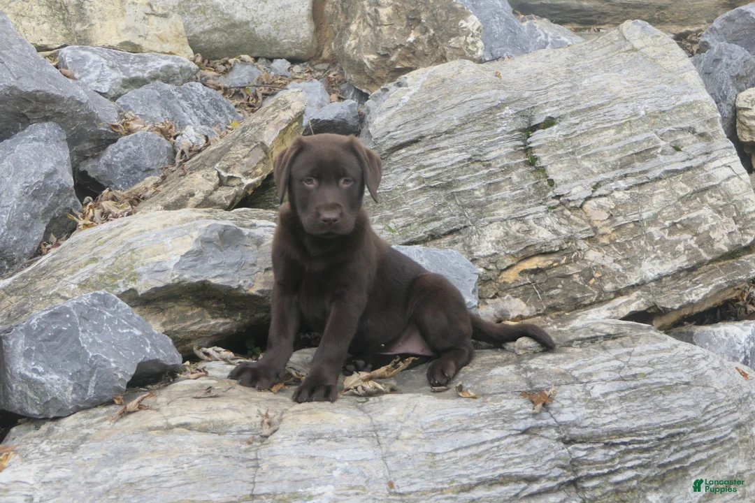 Labrador Retriever dogs for sale: Samantha Labrador Retriever  - Ad 2