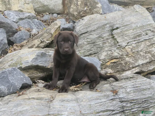 Labrador Retriever dogs for sale: Samantha Labrador Retriever - Ad 2