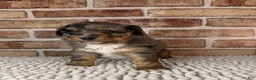 Mini Aussiedoodle dogs for sale: Tipsy - Ad 4