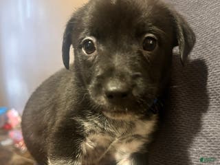 Mixed Breed dogs Bo - Ad 19