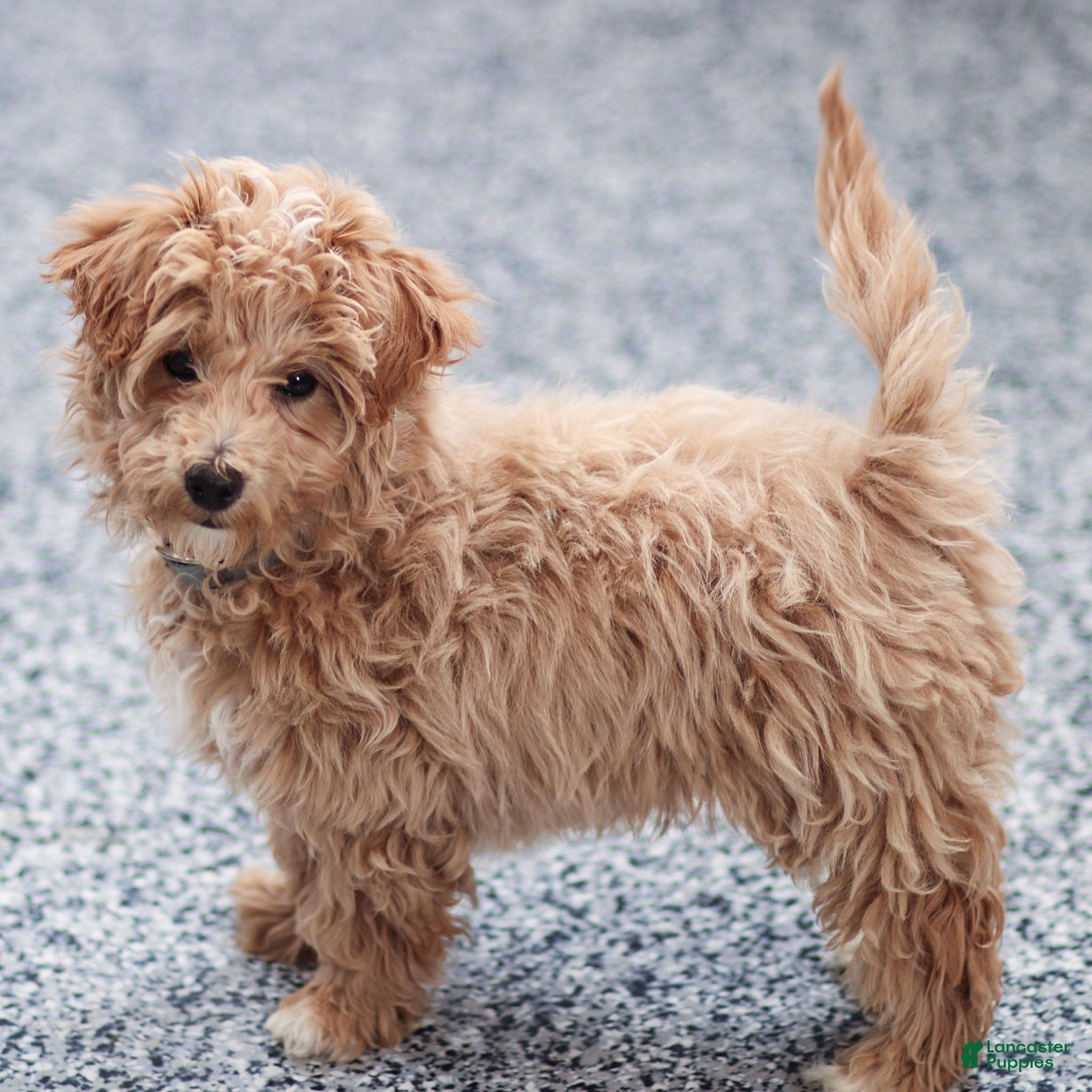 Maltipoo dogs Tucker Maltipoo Puppy  - Ad 1