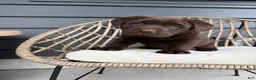 Labrador Retriever dogs for sale: Stella - Ad 4