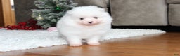 Pomeranian dogs for sale: Emerson - Ad 12