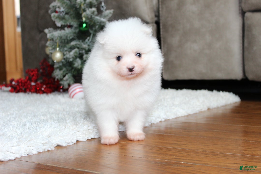Pomeranian dogs for sale: Emerson - Ad 12
