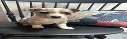 Miniature Australian Shepherd dogs for sale: Howie - Ad 2