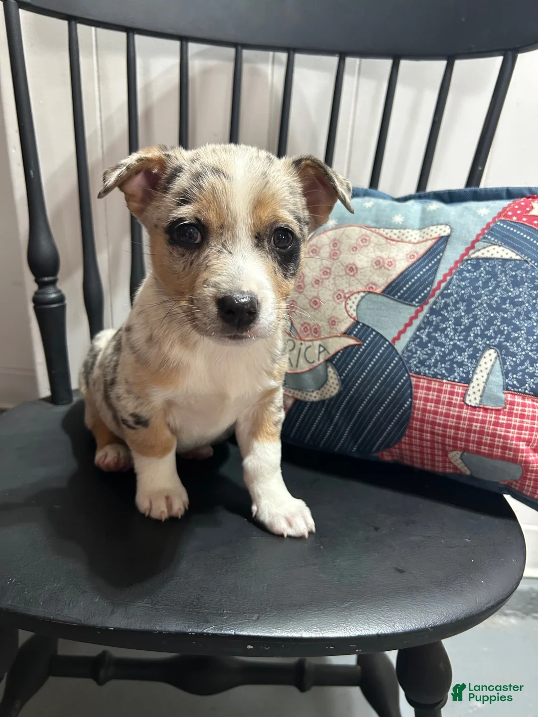 Miniature Australian Shepherd dogs for sale: Howie - Ad 2