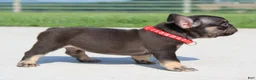 French Bulldog dogs for sale: Hershy - Ad 3