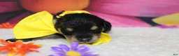 Schnoodle dogs for sale: Chardonnay  - Ad 6