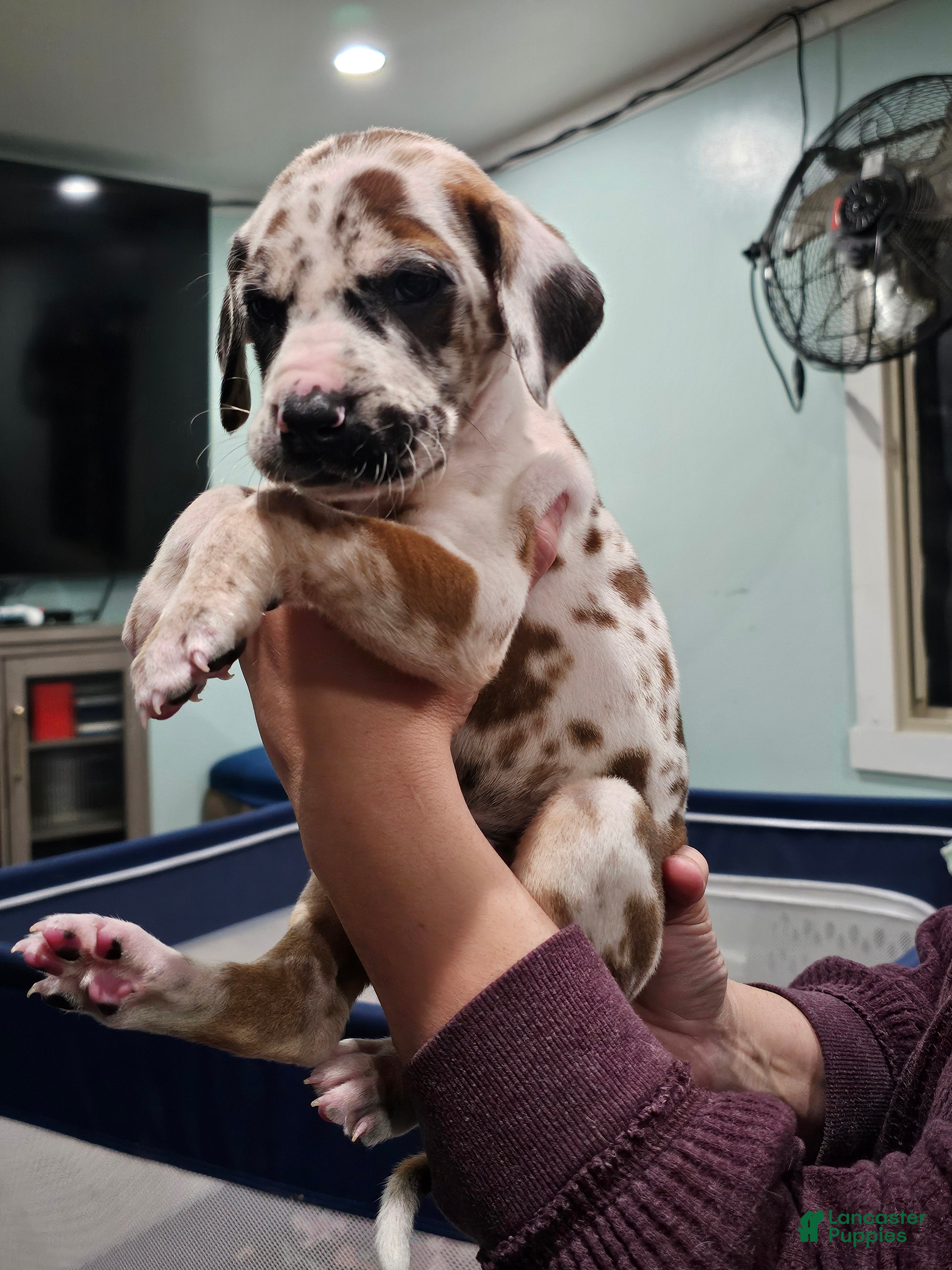 Great Dane dogs Fawnequin Male - Ad 1