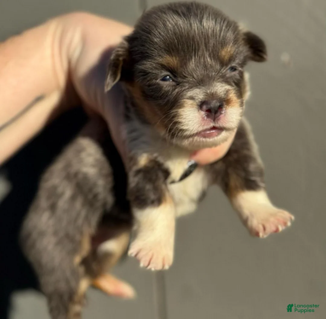 Welsh Corgi Pembroke dogs for sale: Prada (fluffy) - Ad 1