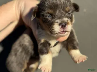 Welsh Corgi Pembroke dogs Prada (fluffy) - Ad 3