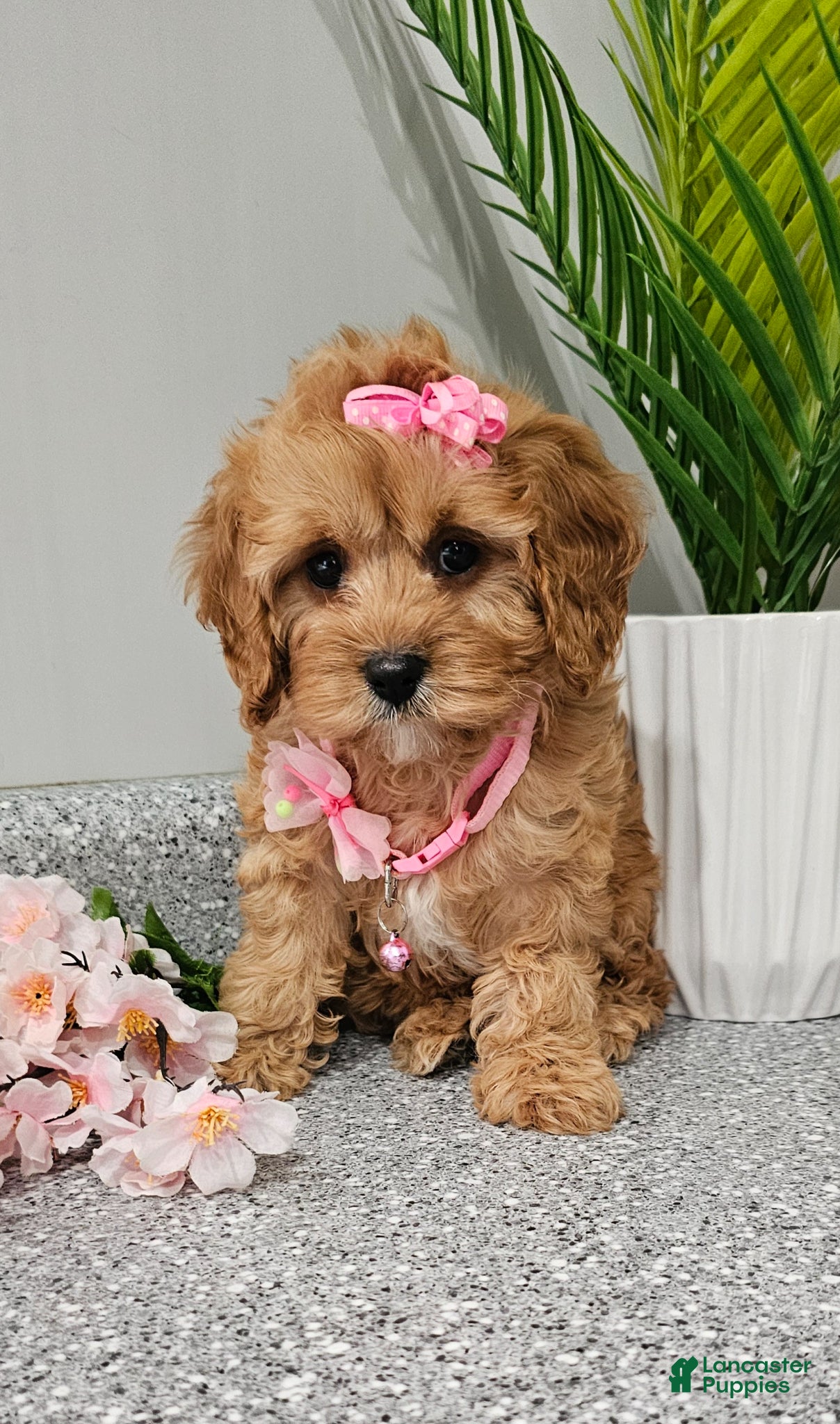 Cavapoo dogs Dottie  - Ad 2