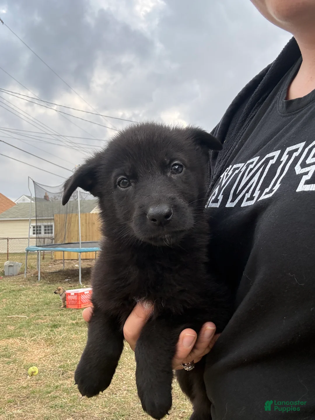 German Shepherd dogs for sale: German Shepherd Puppy 4 - Ad 1