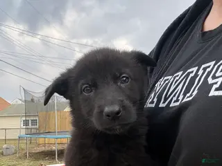 German Shepherd dogs German Shepherd Puppy 4 - Ad 32