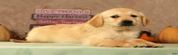 Golden Retriever dogs for sale: Sarge - Ad 3