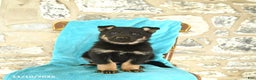 German Shepherd dogs for sale: Chloe - Ad 1