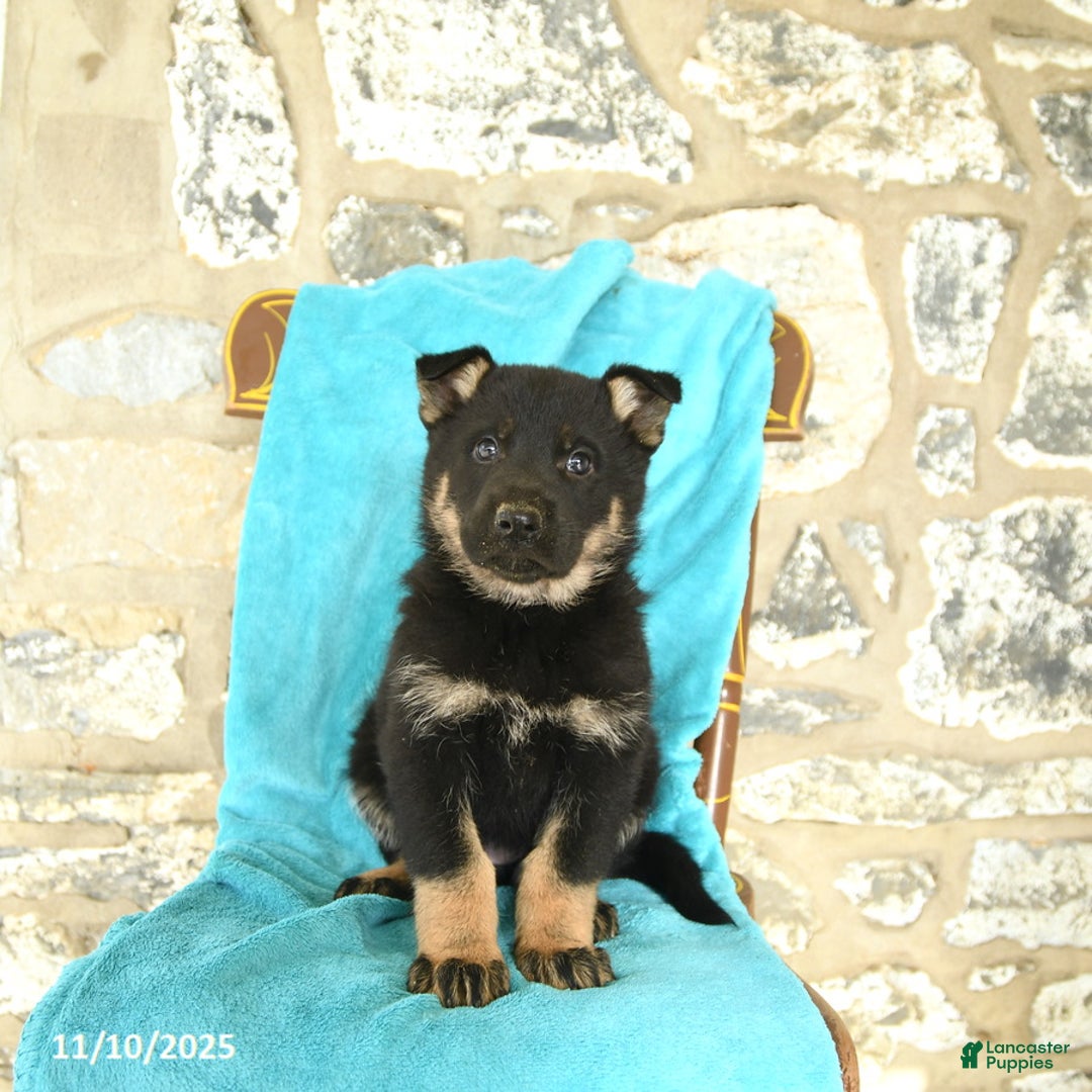 German Shepherd dogs for sale: Chloe - Ad 1