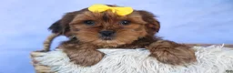 Shorkie dogs for sale: RANDY - Ad 17