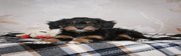 Bernedoodle dogs for sale: Gracie - Ad 3