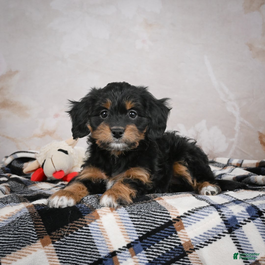 Bernedoodle dogs for sale: Gracie - Ad 3