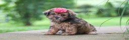 Shihpoo dogs for sale: Lucy - Ad 1