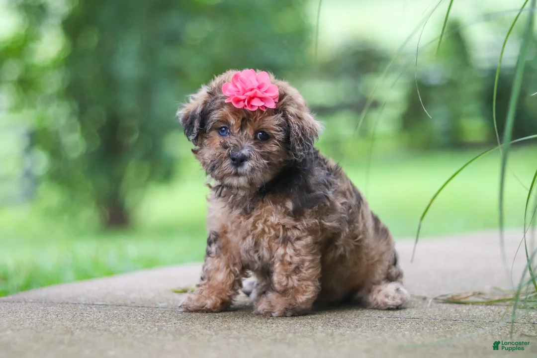 Shihpoo dogs for sale: Lucy - Ad 1