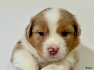 Australian Shepherd dogs - Ad 13