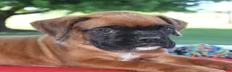 Boxer dogs for sale: Axel - Champion lines - Ad 2