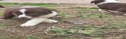 Australian Shepherd dogs for sale: Charm - Ad 4