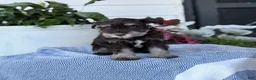 Miniature Schnauzer dogs for sale: Logan - Ad 10