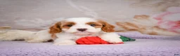Cavapoo dogs for sale: Layla - Ad 7
