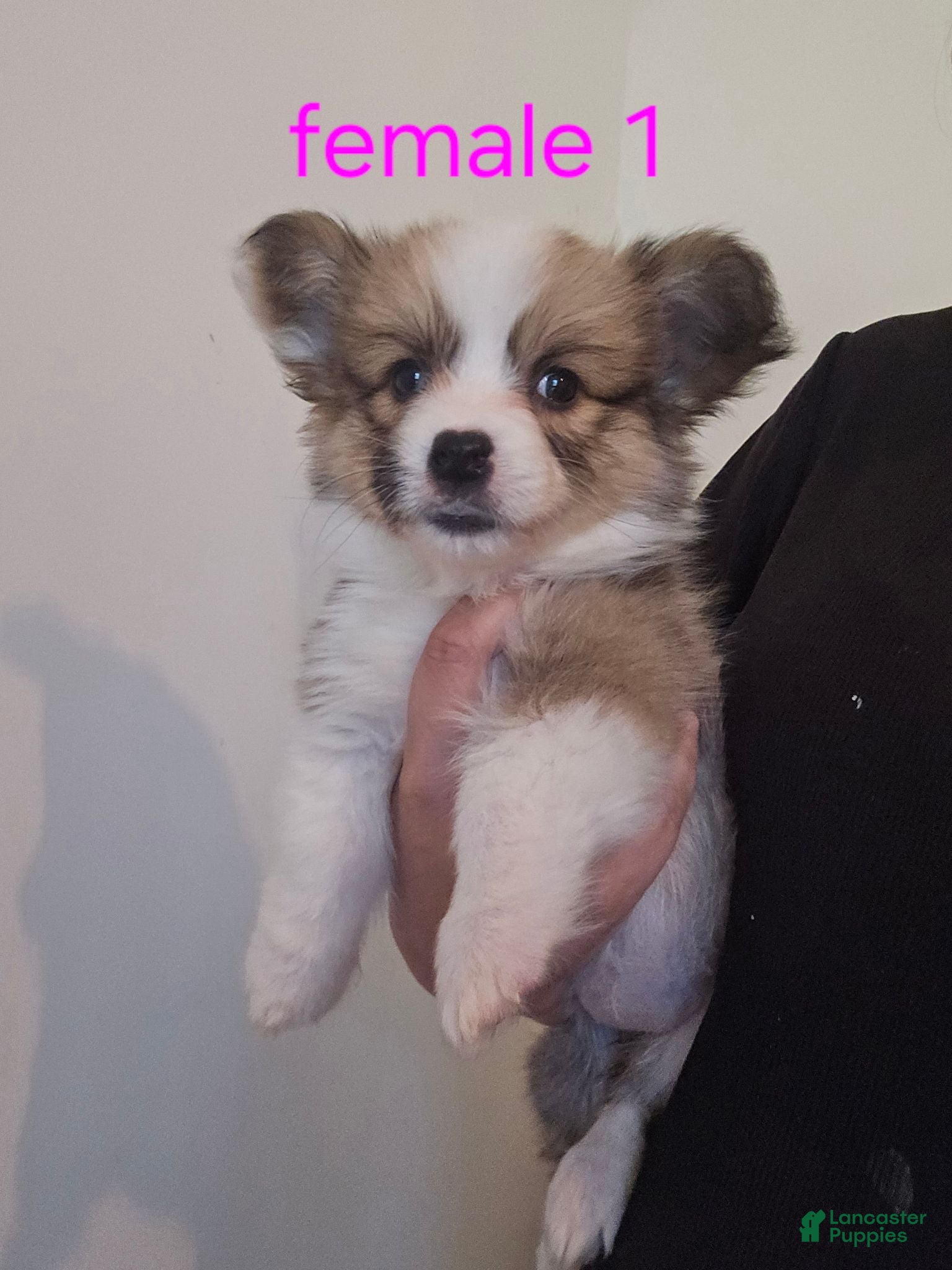Mixed Breed dogs Female 1 - Ad 2