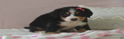Bernese Mountain Dog dogs for sale: Eva - Ad 2