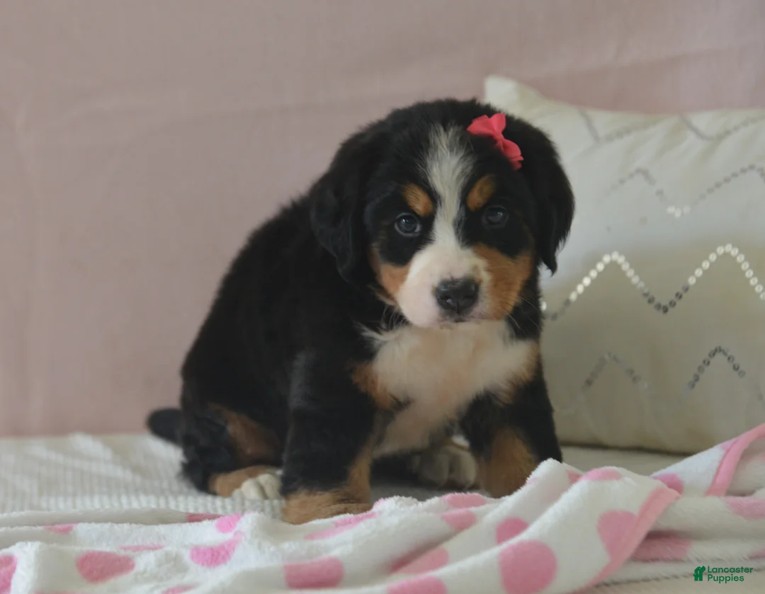 Bernese Mountain Dog dogs for sale: Eva - Ad 2