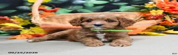 Cavapoo dogs for sale: Barbie - Ad 3