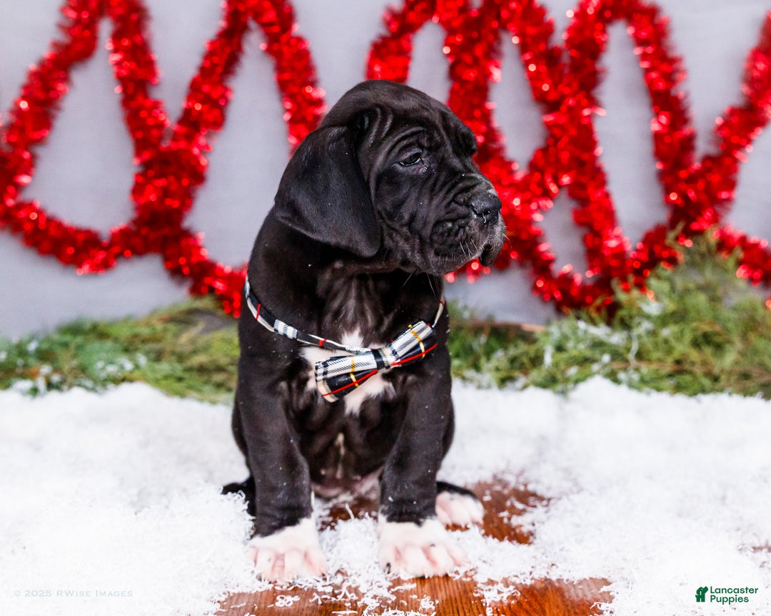 Great Dane dogs for sale: Noel - Ad 11