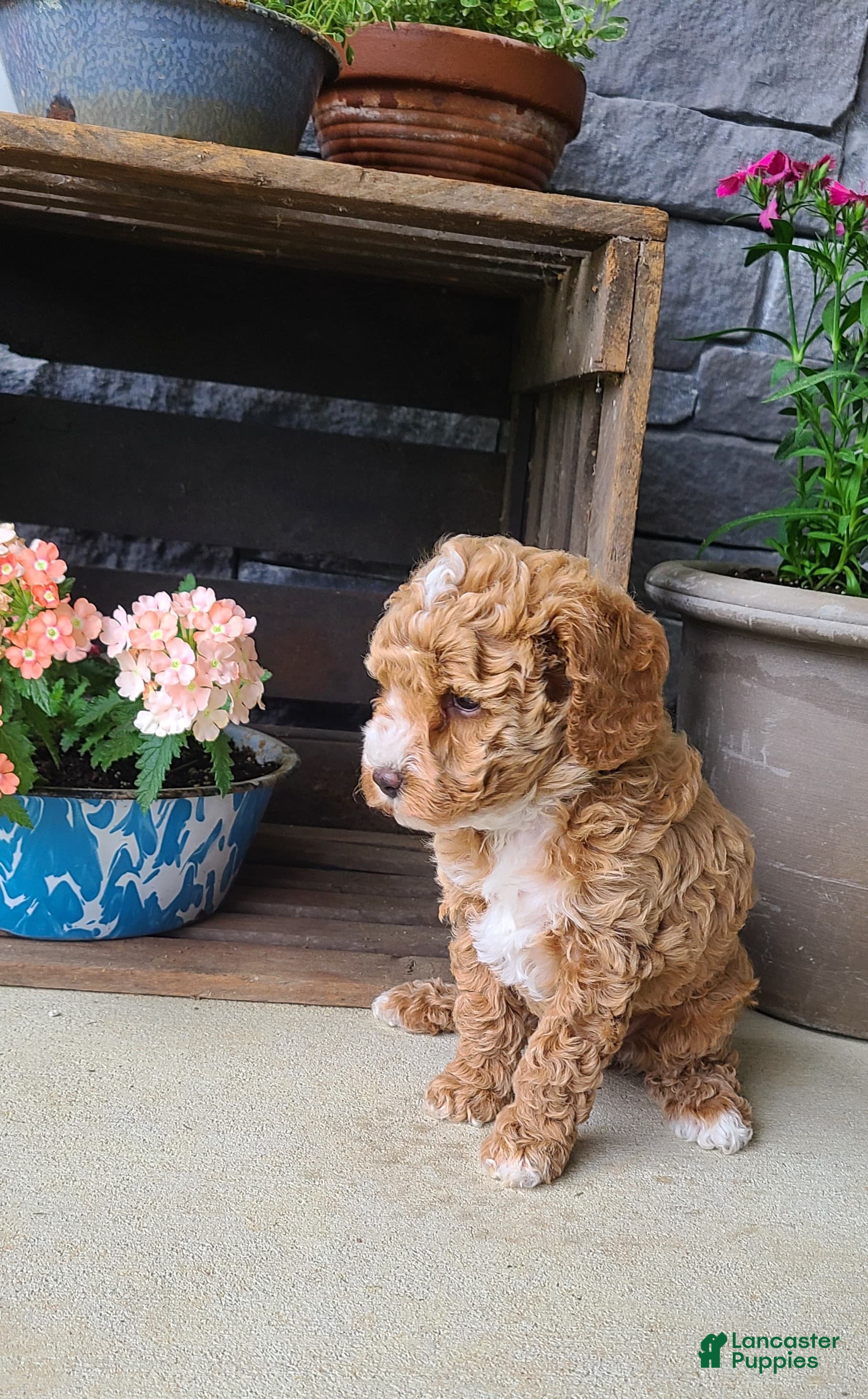 Cockapoo dogs for sale: Lexi - Ad 4
