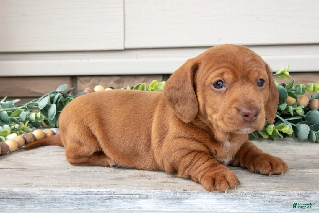Miniature Dachshund dogs for sale: Landon - Ad 1