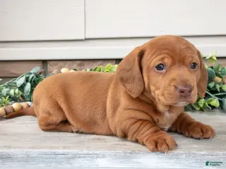 Miniature Dachshund dogs for sale: Landon - Ad 1