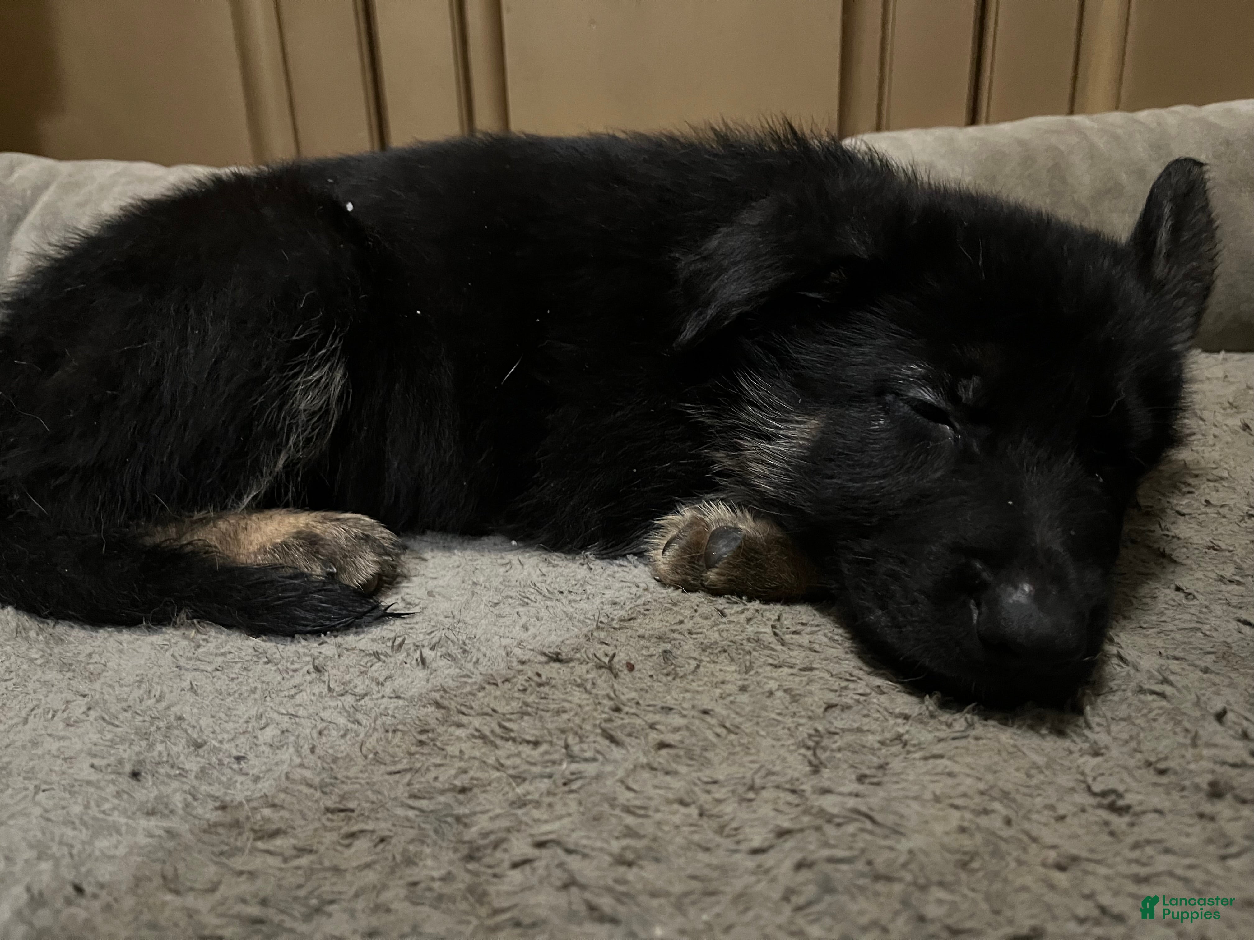 German Shepherd dogs German Shepherd Puppy 8 - Ad 16