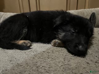 German Shepherd dogs German Shepherd Puppy 8 - Ad 33